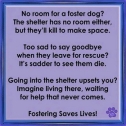 Homeless pets - Help foster