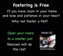 Homeless pets - Help fostering is free