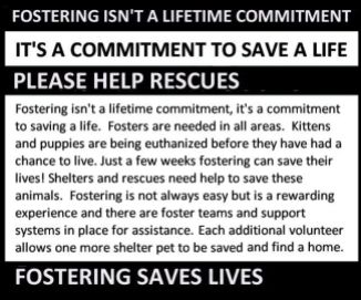Homeless pets - Help fostering saves lives long USE
