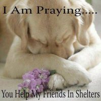 Homeless pets - Help prayer for shelter dogs