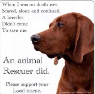 Homeless pets - Help rescued by a rescuer not breeder