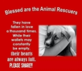 Homeless pets - Help rescuers are blessed