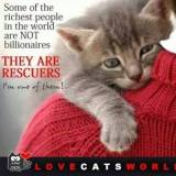 Homeless pets - Help rescuers some of the richest people in world
