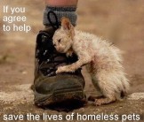 Homeless pets - Help save the lives of homeless pets