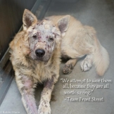 Homeless pets - Help save them all they are all worth