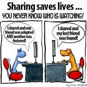 Homeless pets - Help sharing saves lives