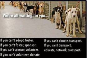 Homeless pets - Help shelter dogs any way you can