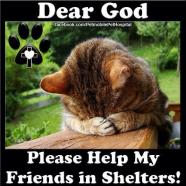 Homeless pets - Help shelters pray cat help my friends