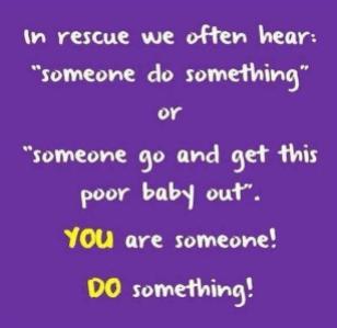 Homeless pets - Help someone do something