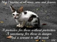 Homeless pets - Help the strays
