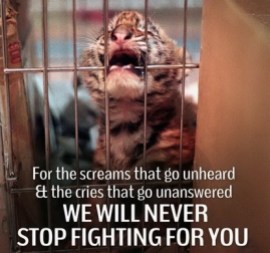Homeless pets - Help we will never stop fighting tiger cub
