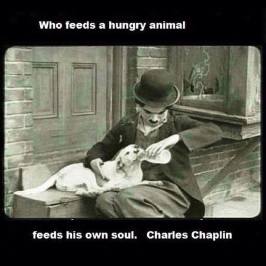 Homeless pets - Help who feeds an animal feeds his soul