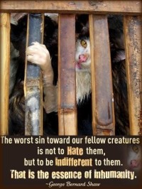 Homeless pets - Help worse sin is indifference