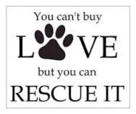 Homeless pets - Help you can't buy love but you can rescue it 01