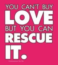 Homeless pets - Help you can't buy love but you can rescue it 02