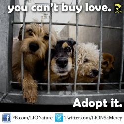 Homeless pets - Help you can't buy love but you can rescue it 03