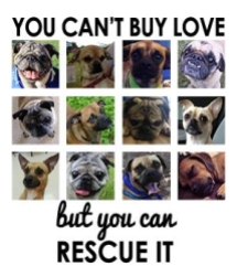 Homeless pets - Help you can't buy love but you can rescue it 04
