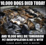 Homeless pets - Kill 10,000 dogs died today