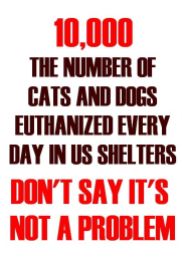Homeless pets - Kill 10,000 euthanised daily in US shelters