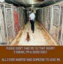 Homeless pets - Kill a corridor