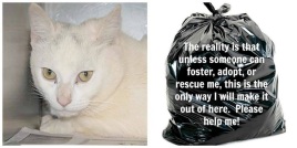 Homeless pets - Kill black bag cat white