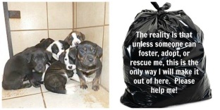 Homeless pets - Kill black bags and puppies
