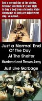 Homeless pets - Kill black bags and thrown away