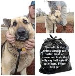 Homeless pets - Kill black bags GSD