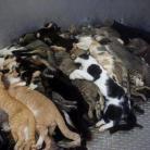 Homeless pets - Kill bodies cats