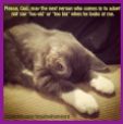 Homeless pets - Kill cat prayer please God let me be adopted