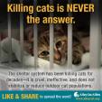 Homeless pets - Kill cats is never the answer