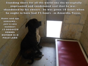 Homeless pets - Kill dog at Amarillo given only 18 hours
