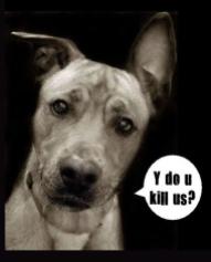 Homeless pets - Kill dog why do you kill us