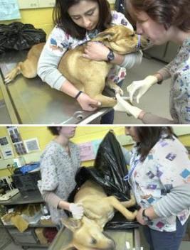 Homeless pets - Kill euthanizing a dog