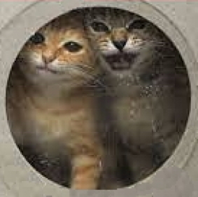 Homeless pets - Kill gas chamber kittens