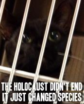 Homeless pets - Kill holocaust didn't change cat
