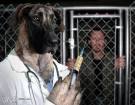 Homeless pets - Kill humans dog injecting