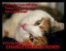 Homeless pets - Kill I died today did it really help