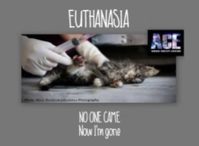 Homeless pets - Kill kitten no one came