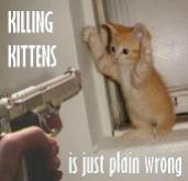 Homeless pets - Kill kittens is wrong