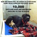 Homeless pets - Kill mum and babies due to be gassed in a few hours