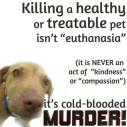 Homeless pets - Kill murder not euth with dog