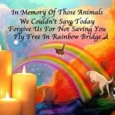 Homeless pets - Kill rainbow bridge for those we could not save