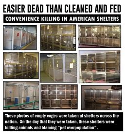 Homeless pets - Kill shelters easier dead than cleaned and fed