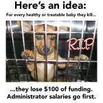 Homeless pets - Kill shelters funding lose