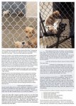 Homeless pets - Kill shelters hosing
