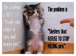 Homeless pets - Kill shelters kitten standing
