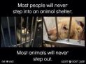 Homeless pets - Kill shelters most people will never step in