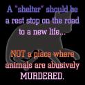 Homeless pets - Kill shelters not a place where animals are murdered