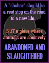 Homeless pets - Kill shelters not a place where slaughtered and abandoned